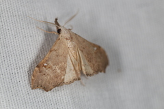 Redectis vitrea