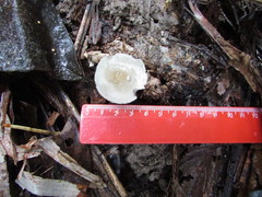 Filoboletus