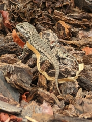 Sceloporus occidentalis bocourtii