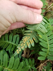Polypodium appalachianum