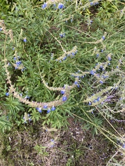 Salvia azurea