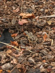 Sceloporus occidentalis bocourtii