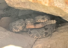 Crotalus lepidus klauberi