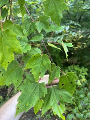 Acer rubrum