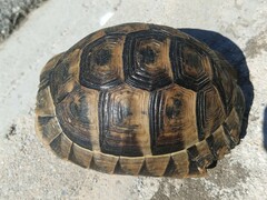Testudo graeca