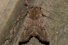 Meterana inchoata