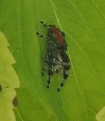 Phidippus adumbratus