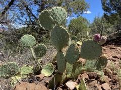 Opuntia