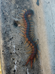 Scolopendra viridicornis
