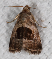 Tripudia rectangula