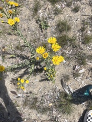 Heterotheca grandiflora