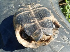 Testudo graeca