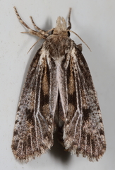 Acrolophus popeanella
