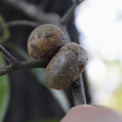 Callirhytis quercuscornigera