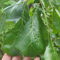 Quercus marilandica