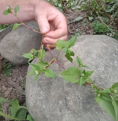 Persicaria nepalensis