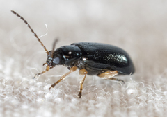 Chrysomelidae