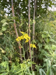 Brassica rapa