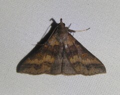 Renia discoloralis