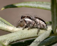 Salticidae