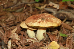 Hemileccinum depilatum