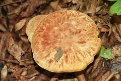 Hemileccinum depilatum