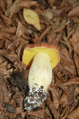 Hemileccinum depilatum