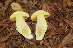 Hemileccinum depilatum