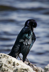 Quiscalus major westoni