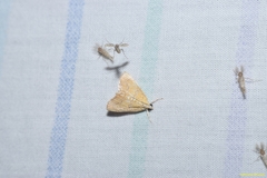 Glaphyria sesquistrialis