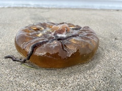 Chrysaora fuscescens