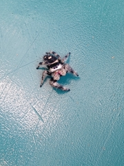 Phidippus regius