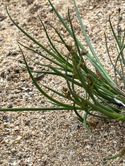 Juncus articulatus