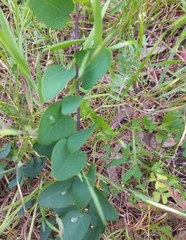 Cissampelos capensis