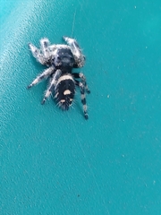 Phidippus regius