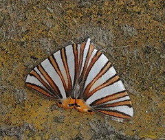Pityeja histrionaria