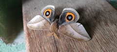 Automeris naranja
