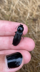 Elateridae