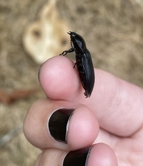 Elateridae