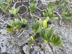 Borrichia arborescens