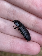 Elateridae
