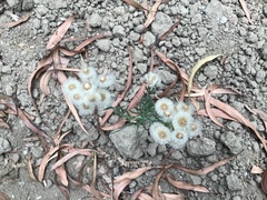 Erigeron bonariensis