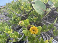 Borrichia arborescens