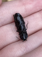 Elateridae