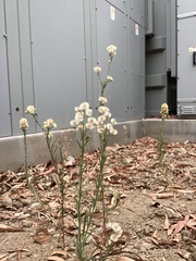 Erigeron bonariensis
