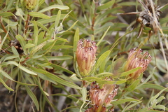 Protea burchellii