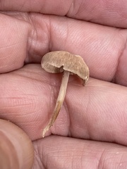 Simocybe centunculus