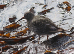 Calidris maritima