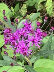 Vernonia