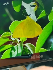 Phoebis philea